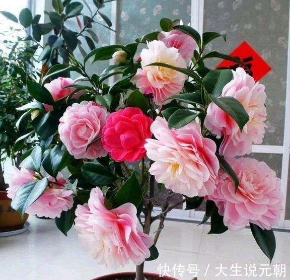 茶花黄叶花苞还打不开做好这5点,茶花开得又大又艳