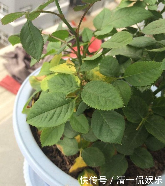 改正|月季花为什么不开花呢其实缘故在这里，学会如何改正就能狂开花