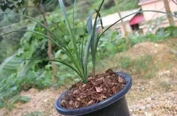 养花不用买土,用这几样东西掺一块儿,种什么花草都旺