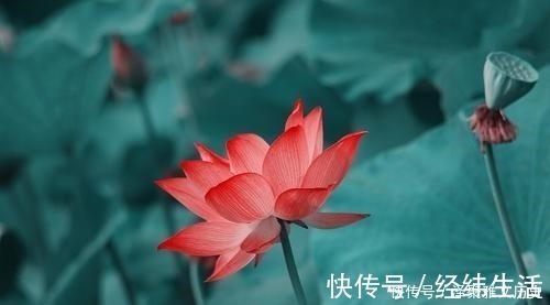 疏桐叶|黄紫|朱槿|秋之韵|朱槿花|国防大学|中华诗词|夕霞|庆喜|疏桐_length":"1187","displ南唐中主李璟的千古名篇,第一句便惊艳世人