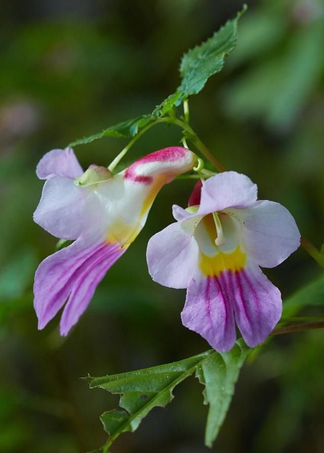 兰花|盘点十种样子最为奇特，最“个性”的植物花朵！