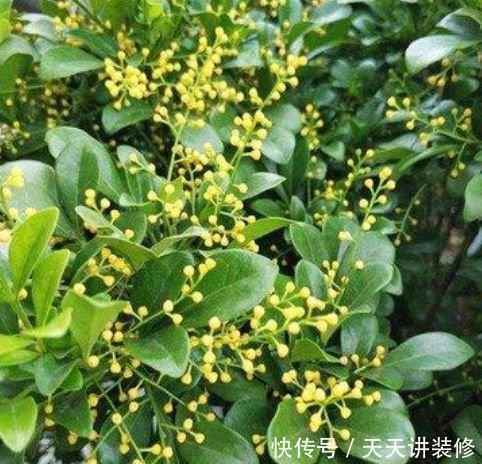 4种富贵花,添福添贵添好运,财运爆发,事业风生水起!