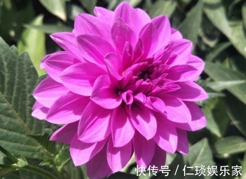 喜欢菊花,那就养盆”菊中珍品“艳球王,似起舞金凤,绚丽典雅