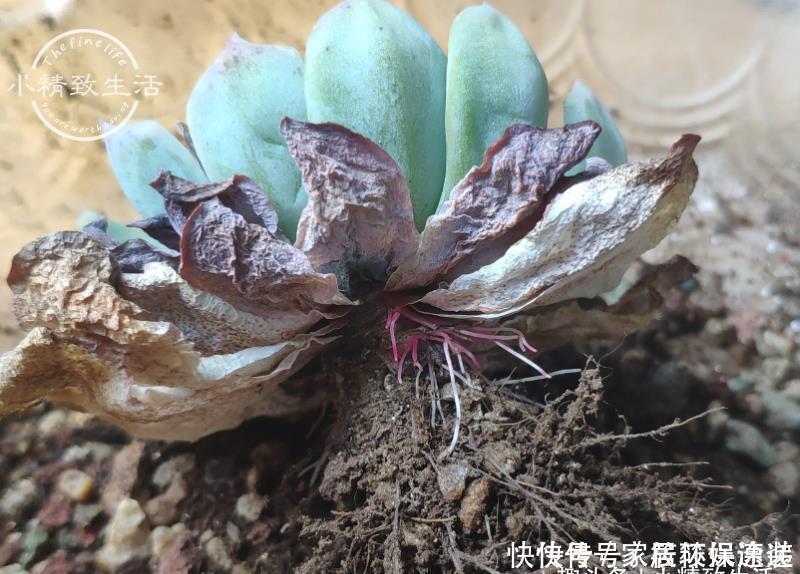 一个小细节,关系多肉安全度夏,这事做得早,肉肉夏天没烦恼