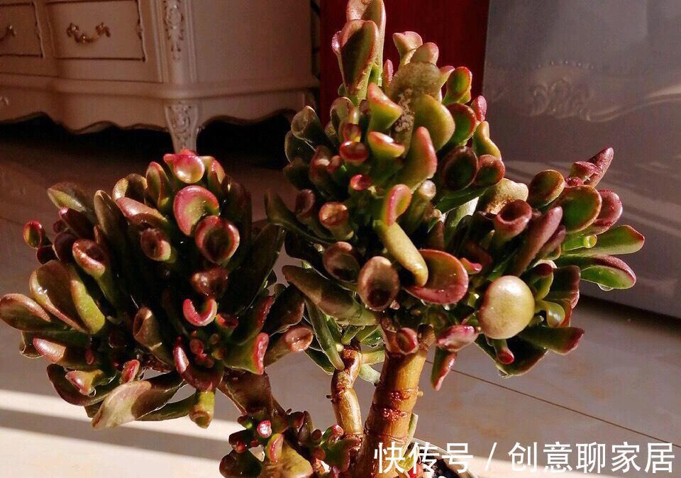 富贵竹|这七种植物天生就是富贵命，家里养一盆，招财纳福