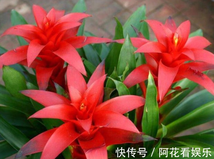 4种花，最适合养客厅，高贵优雅、上档次，开花还特漂亮！