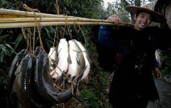 教你一种能让鱼离水活五天不死,并且不用水电、冰箱的法子