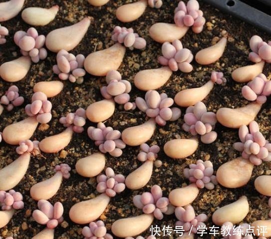 扦插|多肉植物叶片扦插不生根教你1招,生根快,小苗“噌噌”变中苗!
