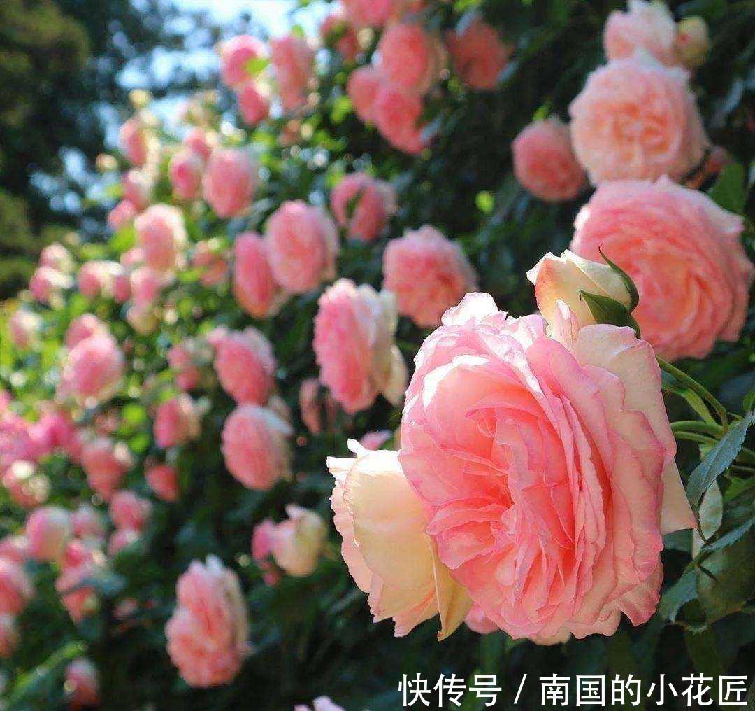  迷人|养这5种月季花赚大了，全年不断花，花香很迷人，花名也极具品位