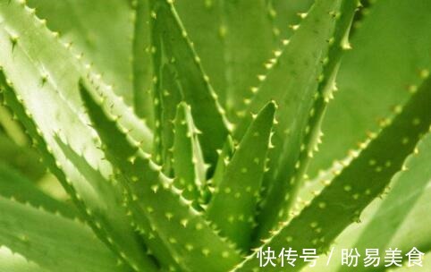 芦荟素|农村常见的3种食物,平时常吃些,排毒护肝,润肠通便,有益健康