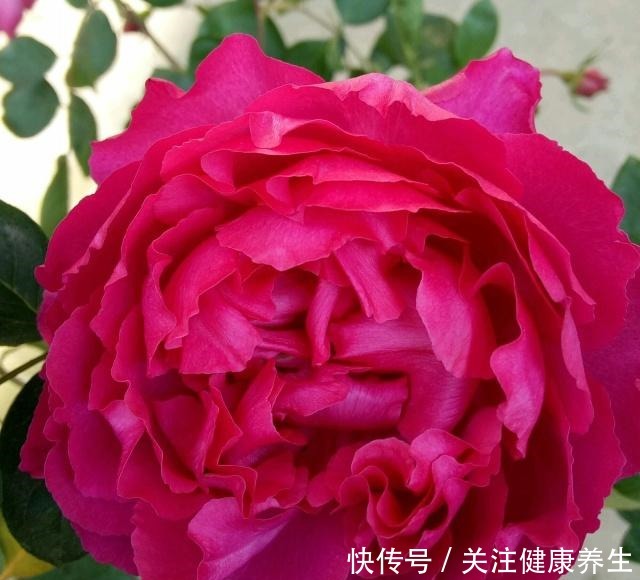 谁说月光族就不配养花这20种月季花月薪3000也能养!