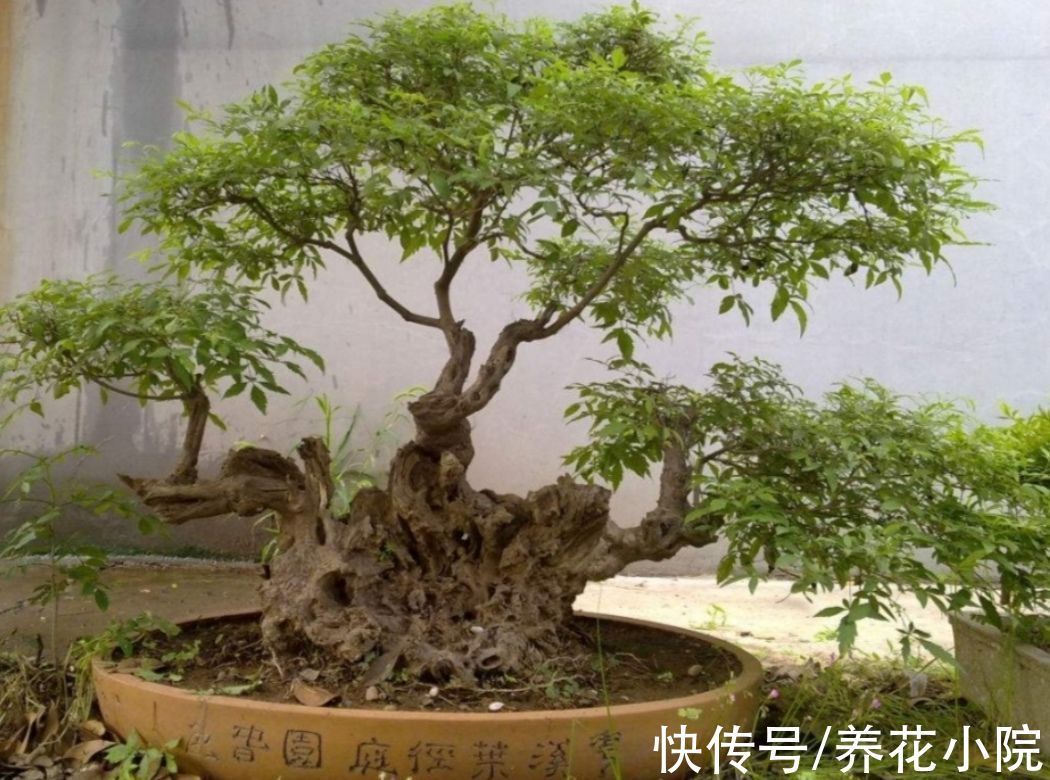 山上遍地的黄荆,做成漂亮盆景,古朴苍劲观赏性强