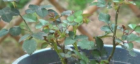 开花|月季花冒新芽能修剪吗？聪明人这种苗都不留，分枝多花量翻倍！