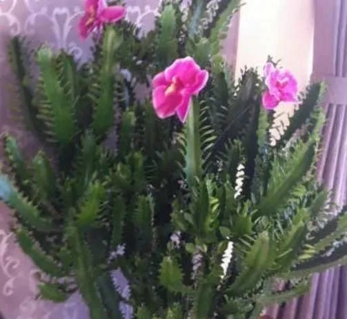 这3种“植物”哪怕再“贵”也要买,客厅养一盆,生活更健康