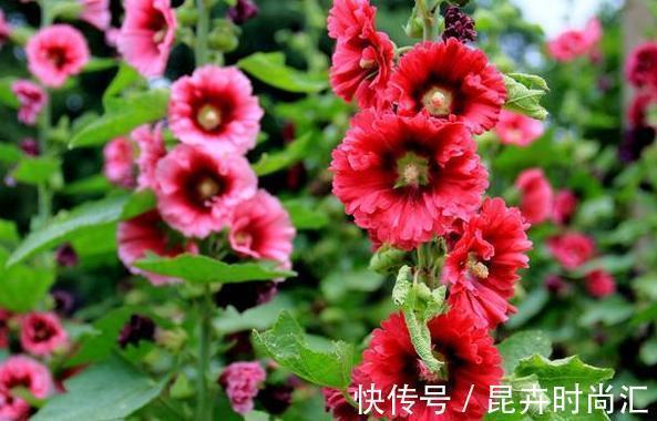 阳台|天热阳台该种植什么花？15种''抗晒''植物，盆栽赏花不犯愁