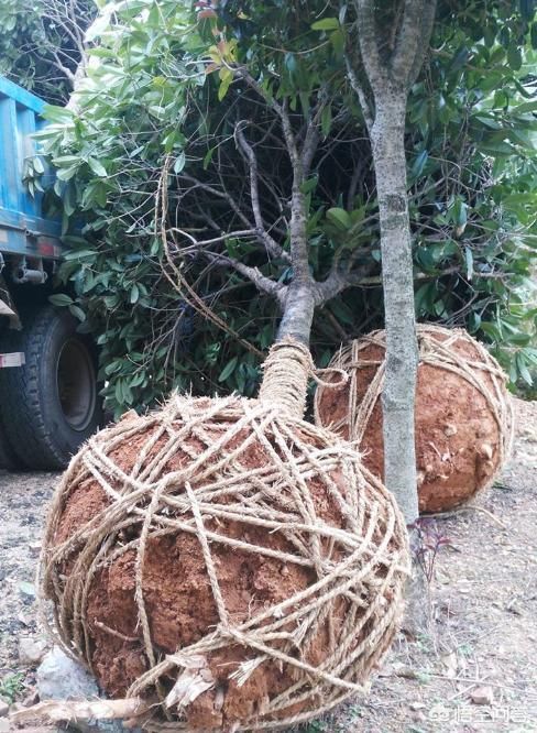 成活率|为什么中大型的花，买回去大多数都活不了，是不会养还是其他原因？