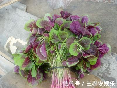 牛皮菜|農村過年過節常見的幾種野菜，你吃過幾種，吃過三種以上的算你牛