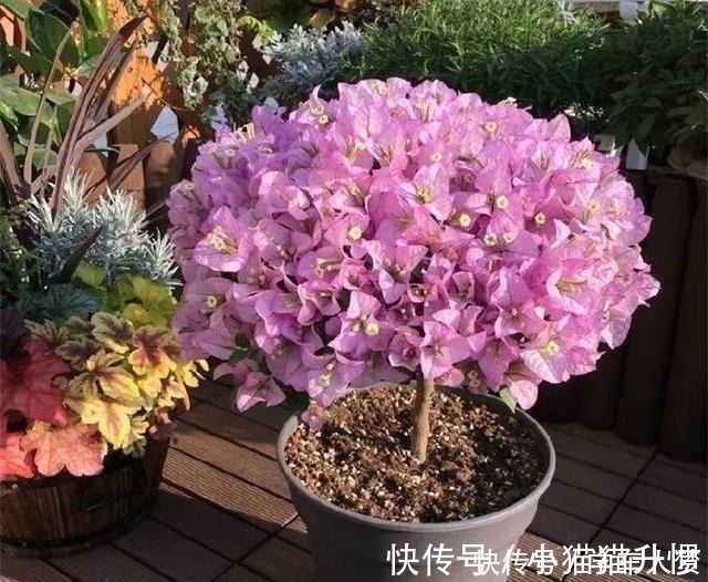 养护|养花要“舍得剪”，把这6种花卉剪成“光杆子”，开花变成棒棒糖！