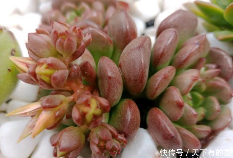 肉友|红宝石一直长花箭是咋回事?甭理它,它就是多肉植物中的“骡子”