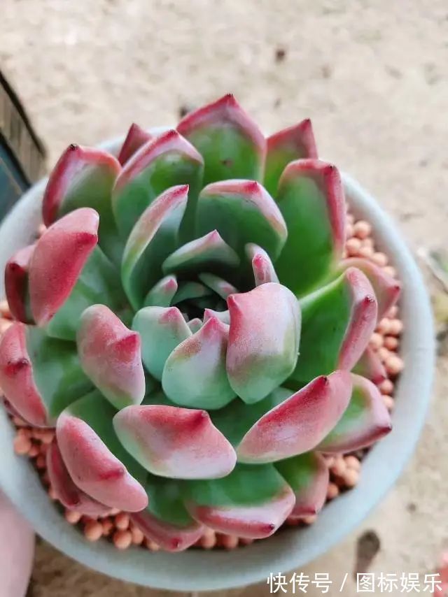 遇见，是一生！遇见多肉，是我的余生和全部！