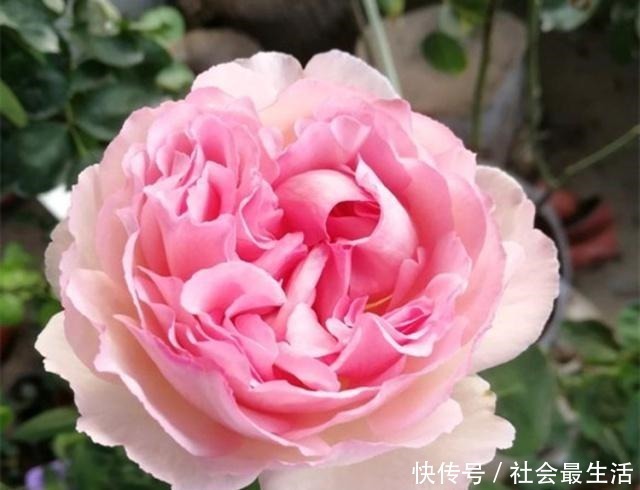 开花期|月季施肥有“讲究”，学会这“3要”，长势旺，花苞超多，花期长！