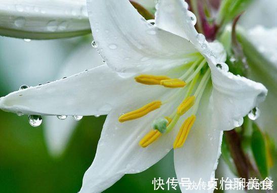 几款花是爆盆能手，开起花来拦不住，净化空气，家中必备