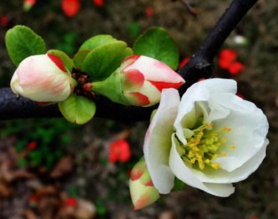 养海棠,就养“它”,一花有多色,花大、颜色亮,半年不管也开花