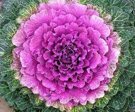 一种“叶牡丹”养家中，既观叶、赏花，又能下锅食用，养了就是赚