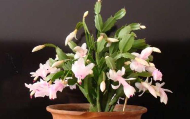 养蟹爪兰改掉3个“坏习惯”,叶片肥厚根系壮,一年开花好几次!