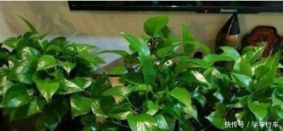 养花就浇“1种水”，盆土不板结，叶绿花还多，比施肥强得多！