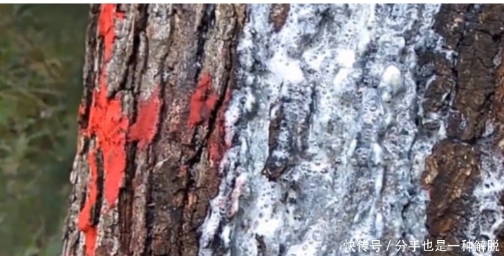  可口|奶奶家种的这种树，切一刀后流出白色“液体”，果子非常可口