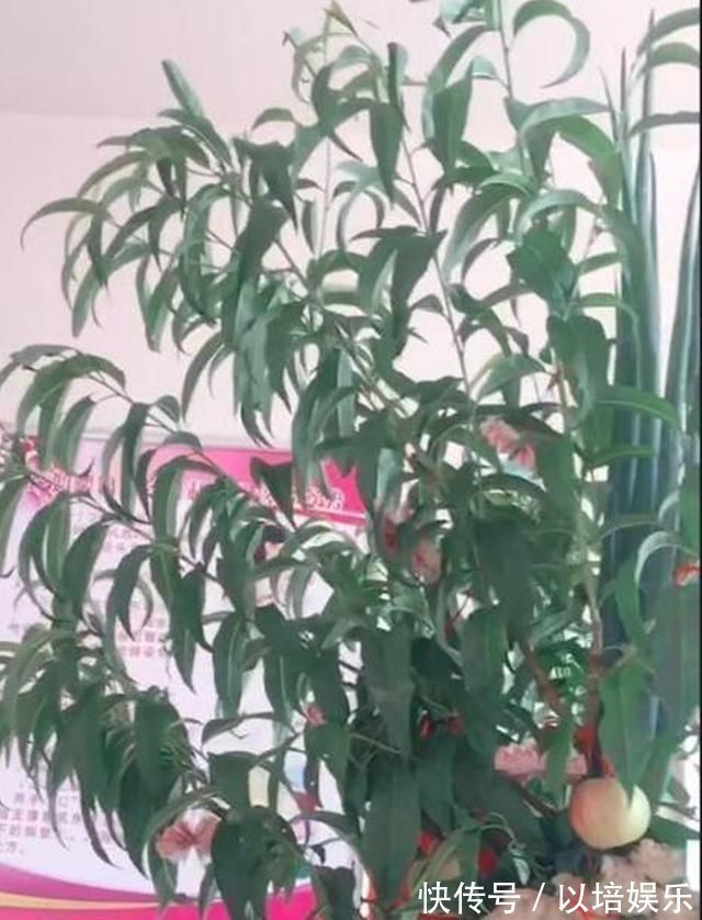 宝爸|“耿直爸爸”接娃出院走红,宝妈折桃枝避邪,差点把整棵树搬来