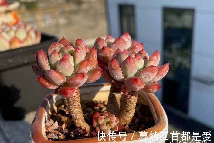 买的多肉专用土不透水?可能是假的,还不如跟老肉友学习自己配土