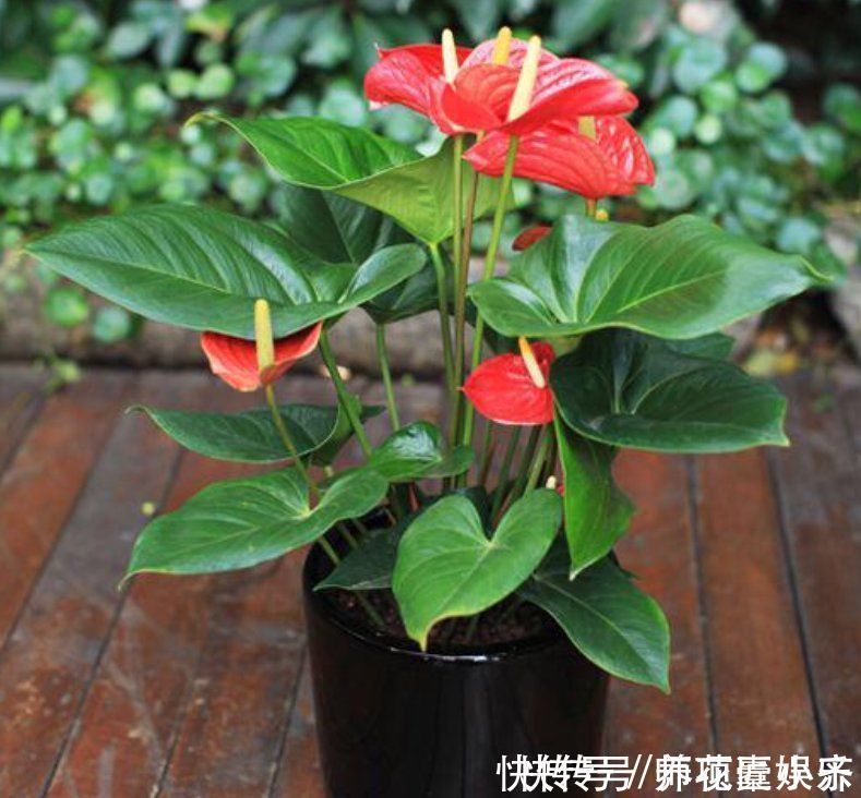 火火|7种“红色系”年宵花,养在家中添喜气,红红火火过大年