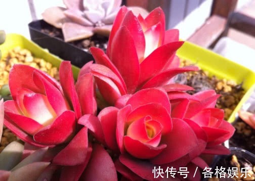 多肉火祭怎么盆栽教你3个小妙招,养出颜色鲜艳火红的火祭
