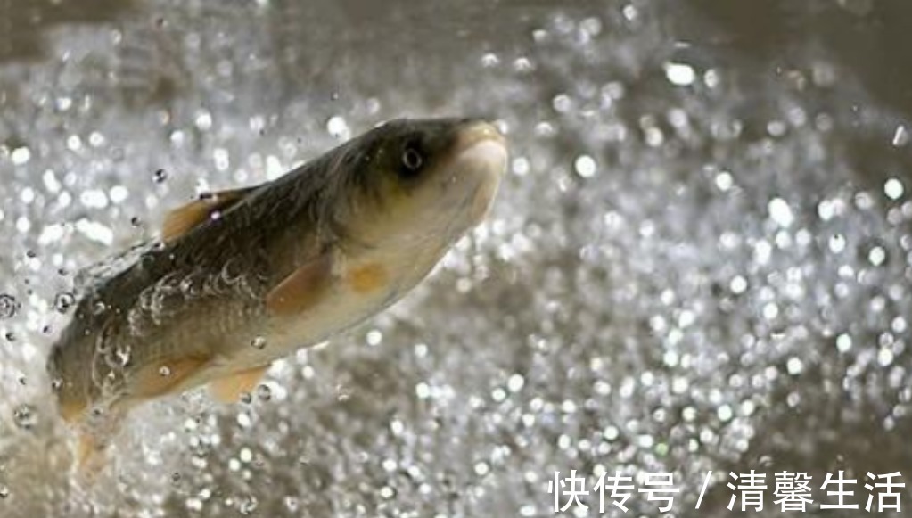 裸鲤|青海湖的难忘历史，3年吃掉7.5万吨，如今湟鱼种群怎么样了？