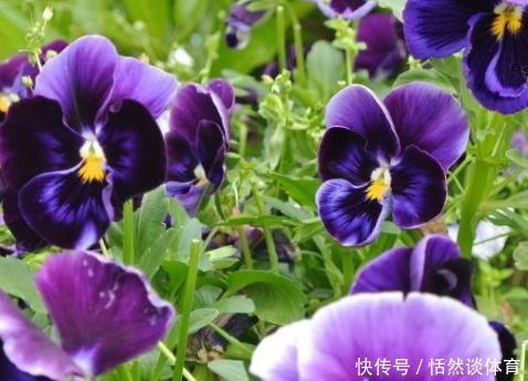 新手养花,不如养盆花中精品“哈洛卡尔”,似古典美女,清雅高尚