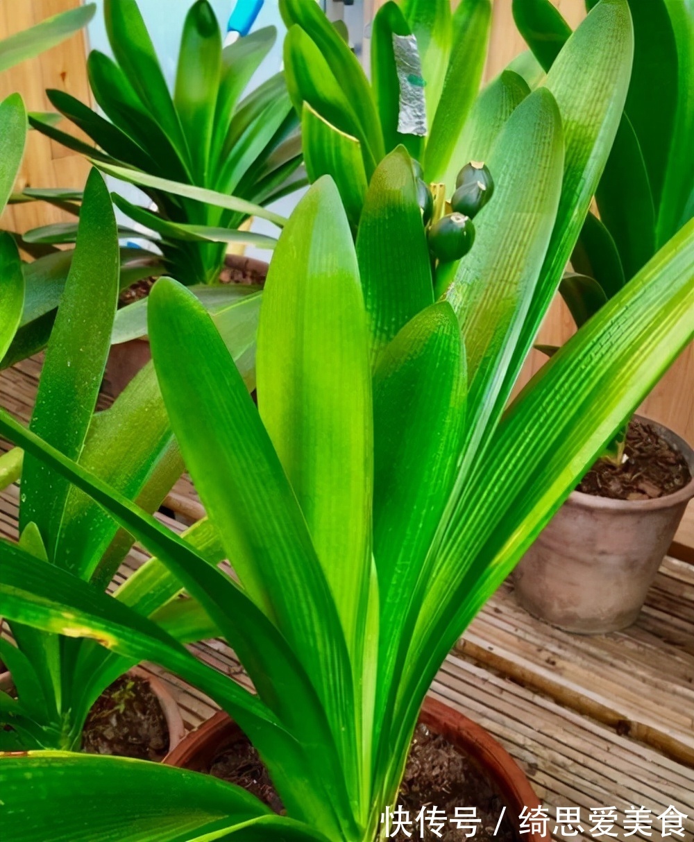 客厅想养“健康花”,建议从这12种里面选,不仅养人,还大气吉祥