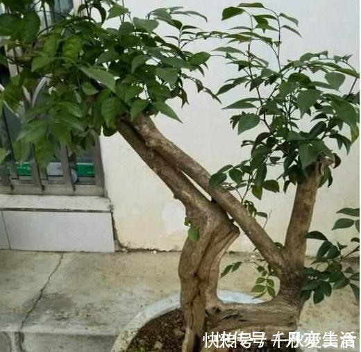 花卉|这三种树最适宜养在客厅,比香水都香,亲戚来了都说好