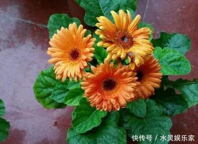 路边一堆“名贵花”,丢人也要捡,捡回家养2个月就开花!