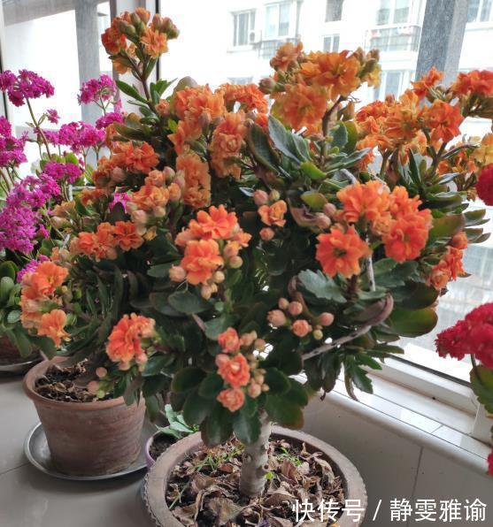 长寿花“嫁接”开花多,几个“关键点”要注意,不然后期问题多!