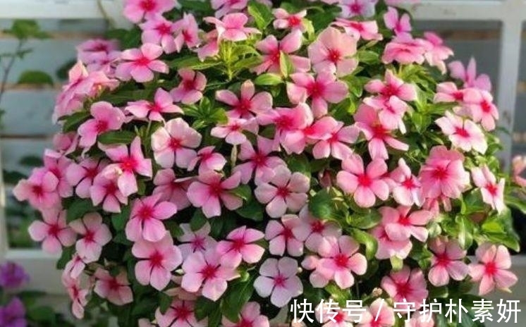 长寿花|4种花养家里，福旺运旺财更旺，美不胜收，你养了吗