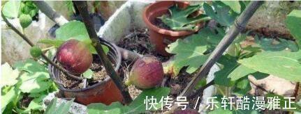 盆栽|在家种植瓜果这个季节熟了,健康又美味,小孩子太开心