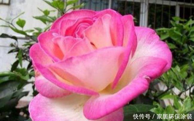 养花就养这几款,全年开花不停,花香四溢飘满屋,美爆了