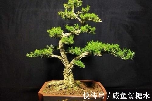 栽培|黄杨盆景一直不旺,啥原因?怎样解决?