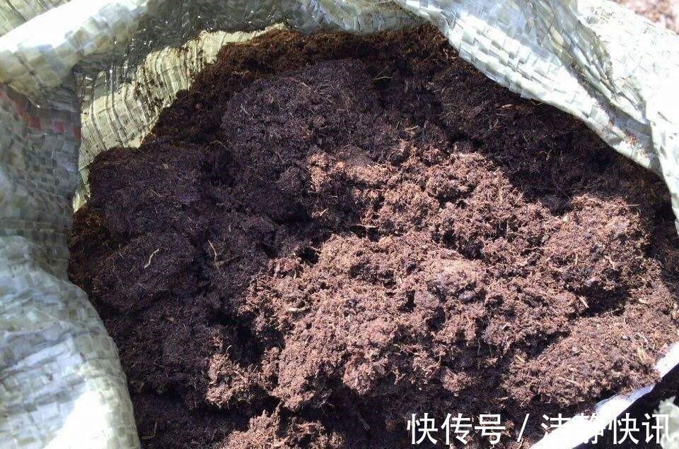 园土|丢了腐叶土吧,捡“3种料”,掺和一起,就是养花万能土
