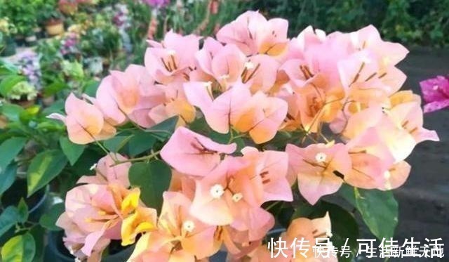 黄叶|想让三角梅变“开花机器”，注意这几点，叶片不黄，花开不断！