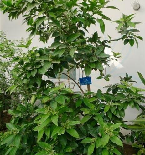 肉桂是什么树的树皮,它是一种什么样的植物?