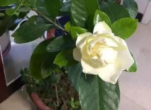 养花:因为土壤呈碱性而引发黄叶问题,就该用这几样“水”解决