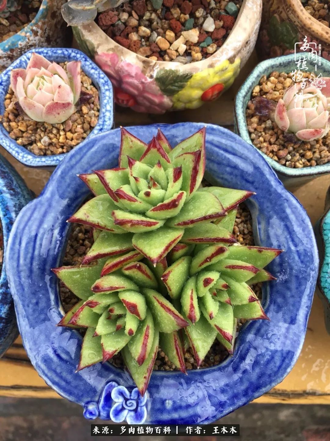 爱上多肉的第三个年头回看励志对比图,感悟岁月静好!